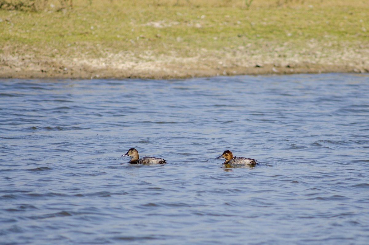 Common Pochard - ML363824341