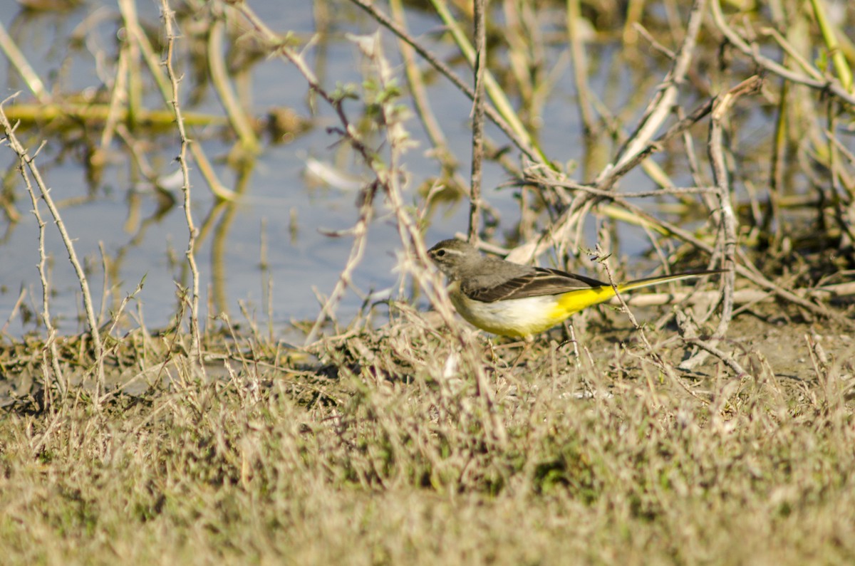 Gray Wagtail - Ayaz Mansuri