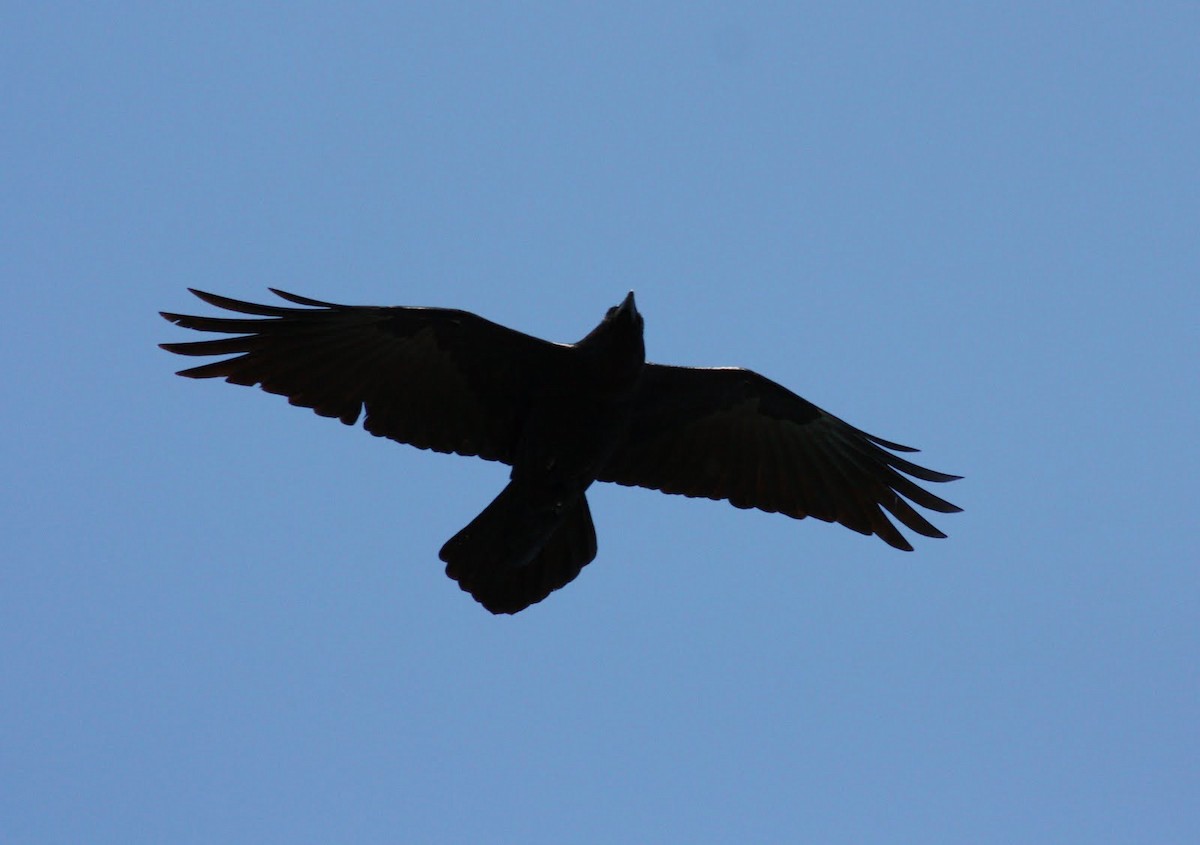 Chihuahuan Raven - ML36382481