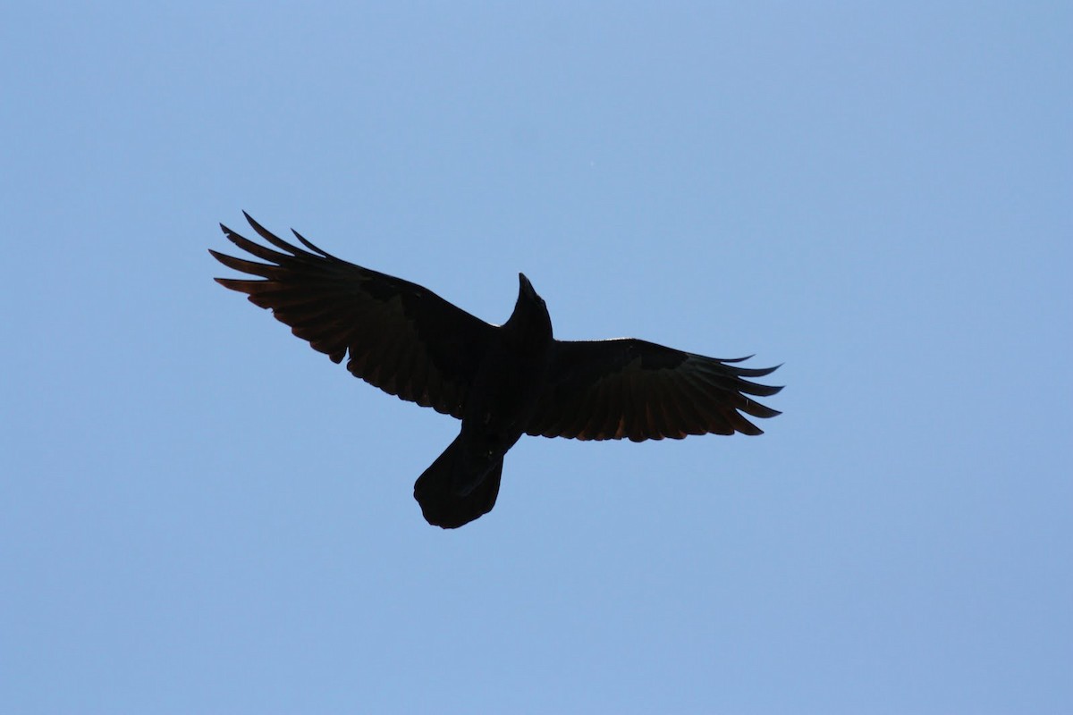 Chihuahuan Raven - ML36382491