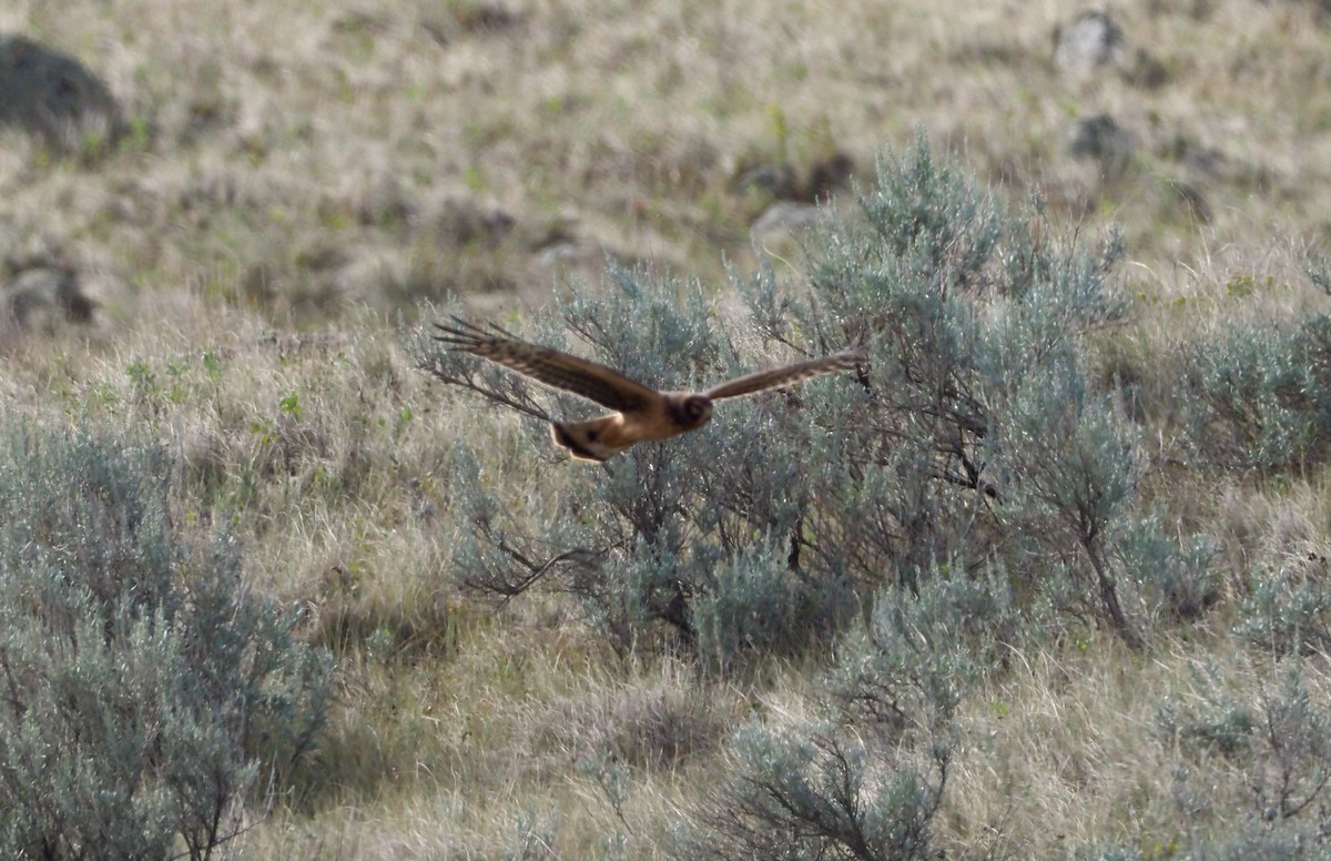 Northern Harrier - ML363824931