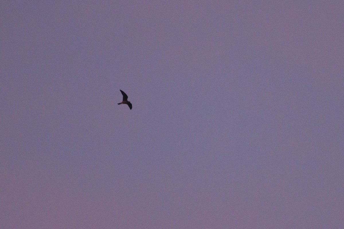 Common Nighthawk - ML36382571