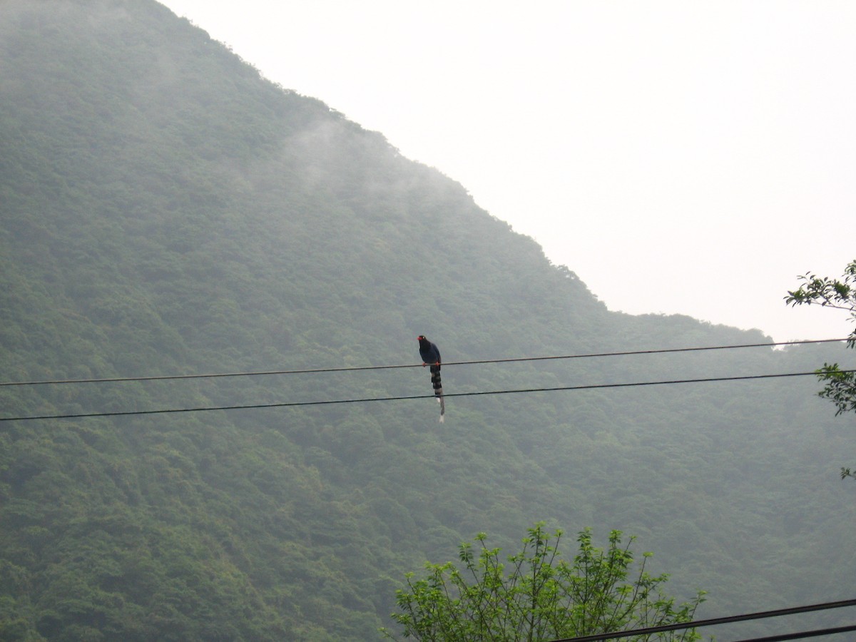Taiwan Blue-Magpie - ML363826361