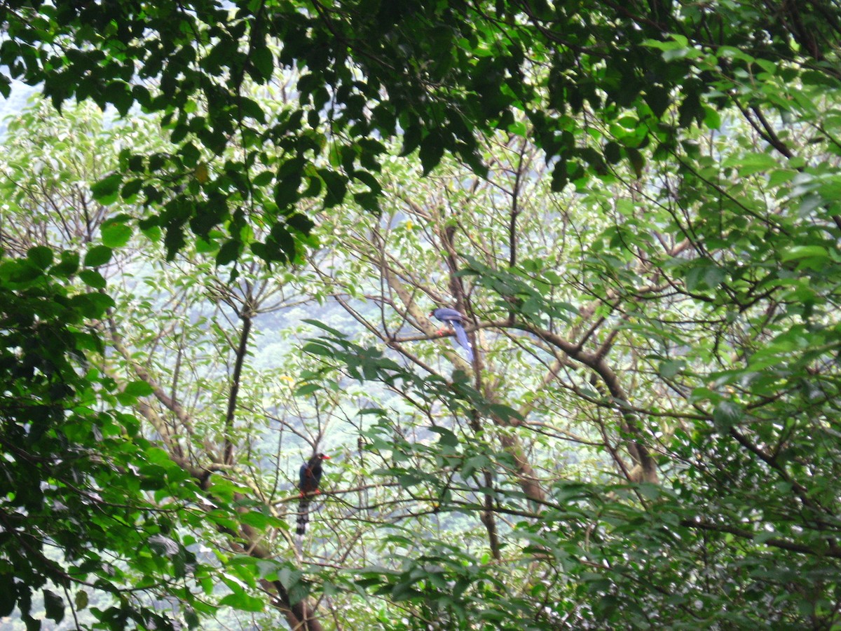 Taiwan Blue-Magpie - ML363826371