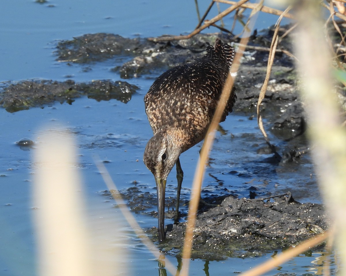 Long-billed Dowitcher - ML363827921