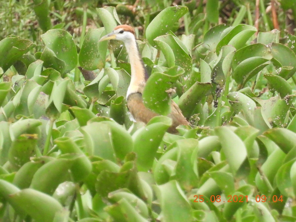 Bronze-winged Jacana - ML363828481