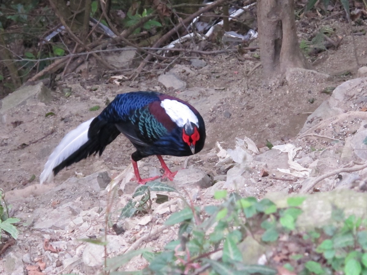 Swinhoe's Pheasant - ML363829451