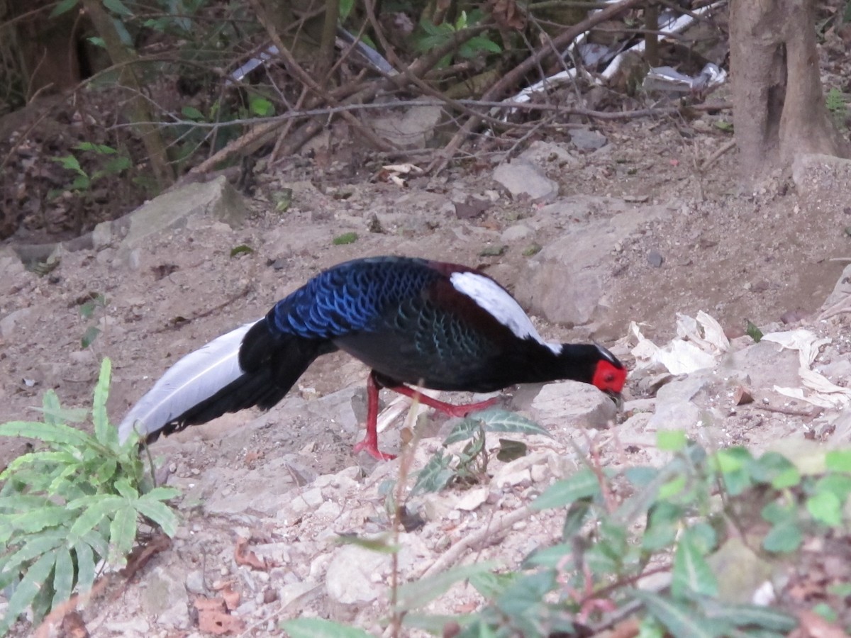 Swinhoe's Pheasant - ML363829461