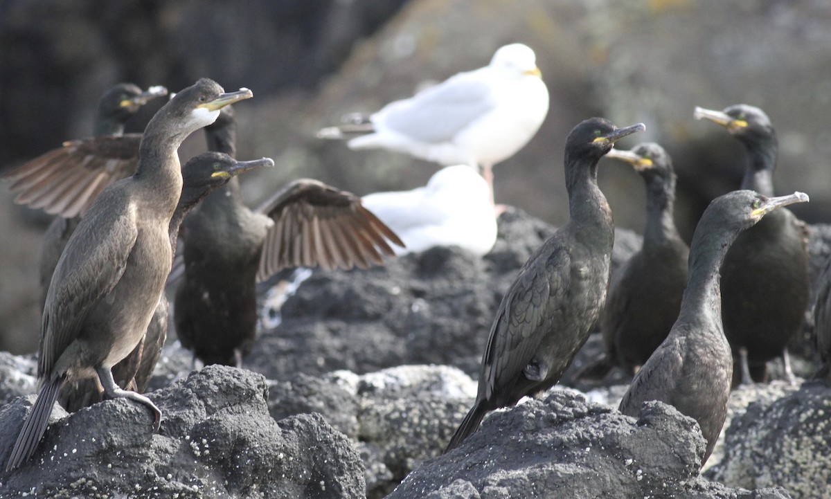 European Shag - Dan Maxwell