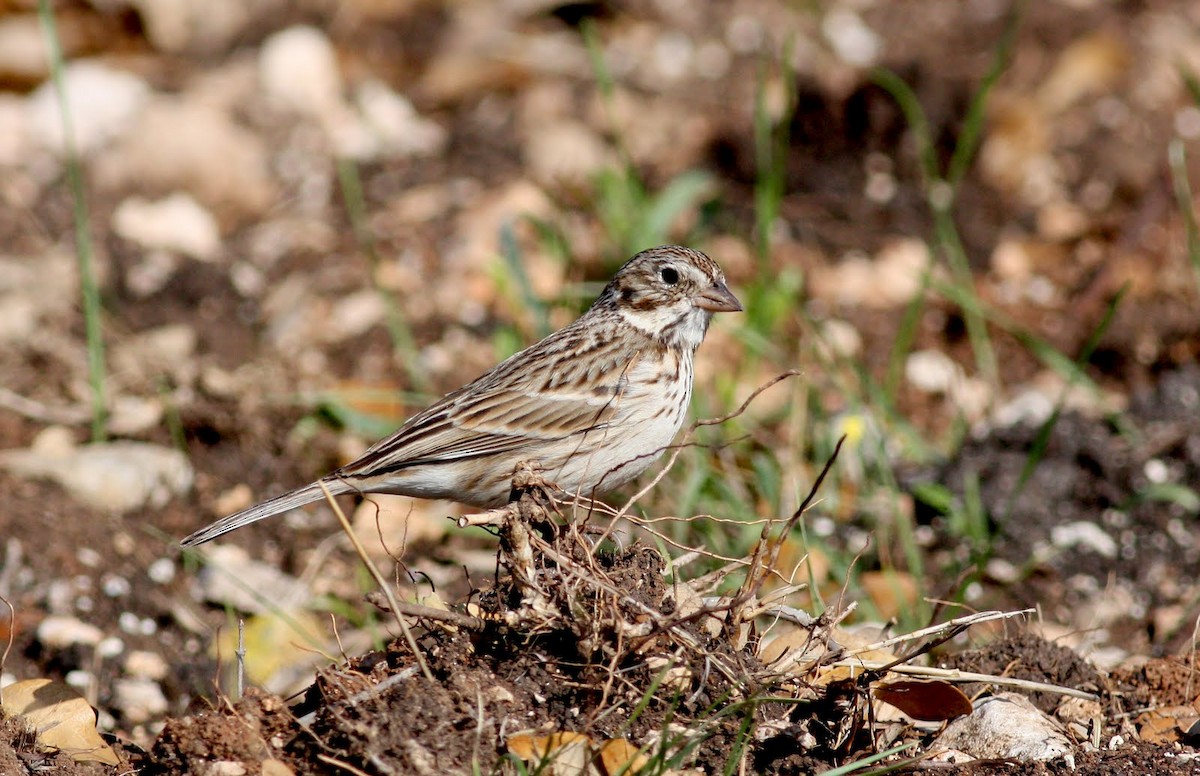 Vesper Sparrow - Jay McGowan