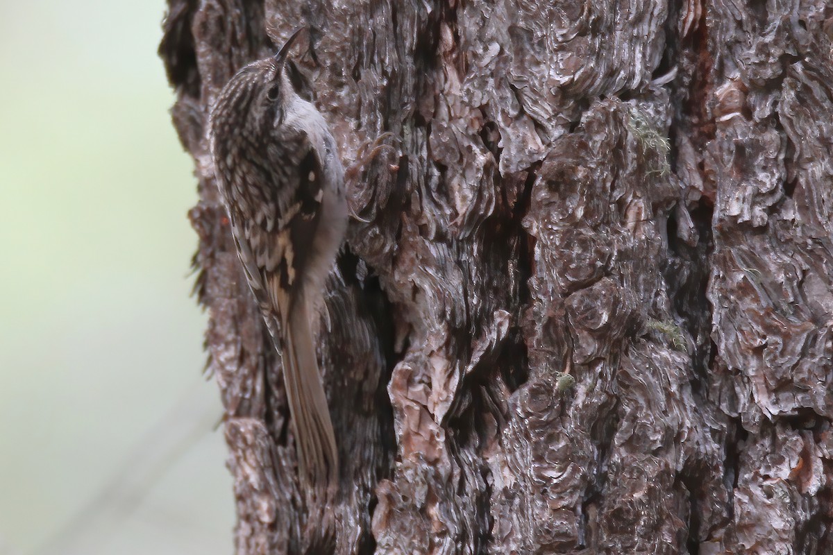 Brown Creeper - ML363829801