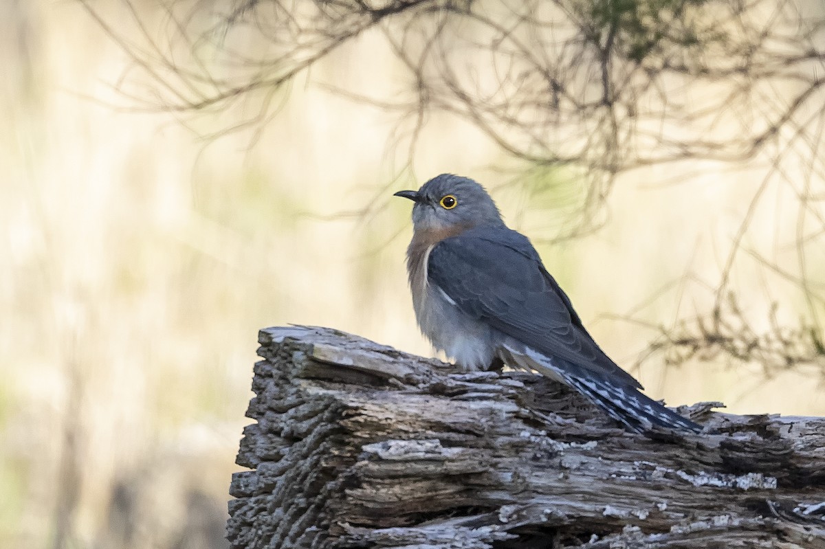 Fan-tailed Cuckoo - ML363831541