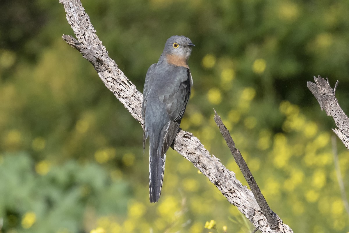 Fan-tailed Cuckoo - ML363831551