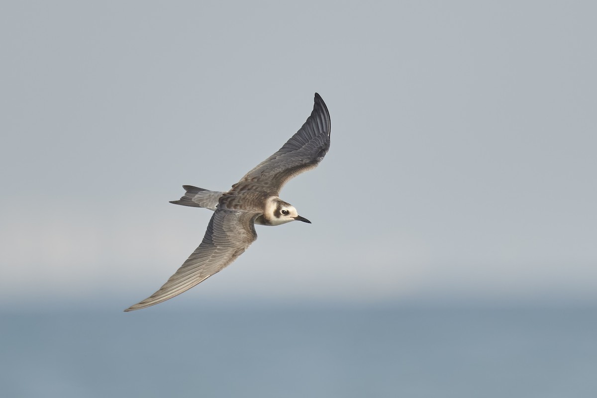 Black Tern - ML363831991
