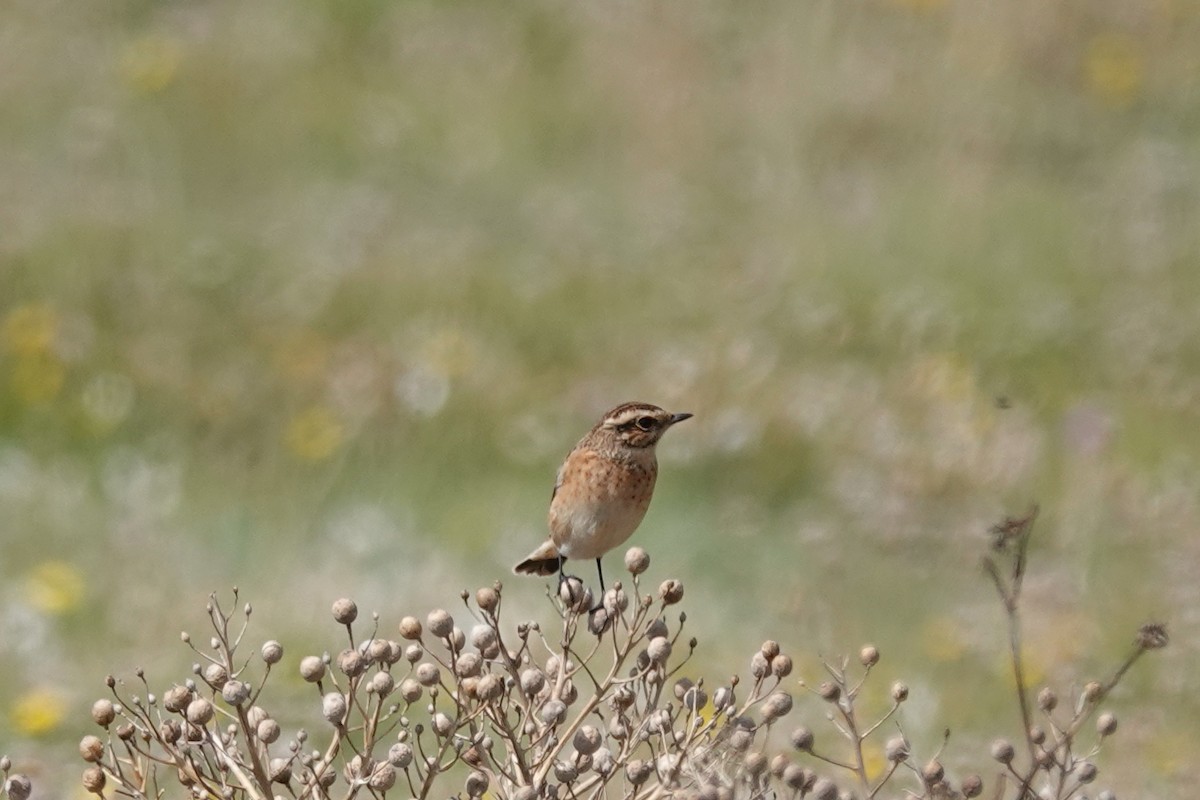 Whinchat - ML363832021