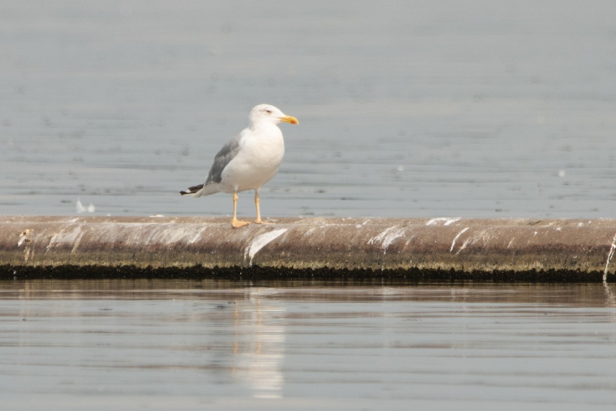 Yellow-legged Gull - Letty Roedolf Groenenboom