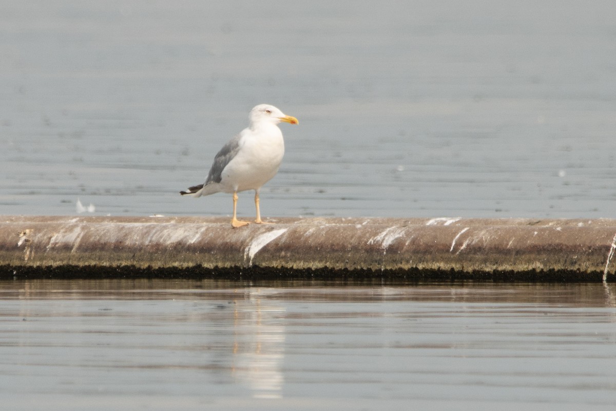 Gaviota Patiamarilla - ML363833311