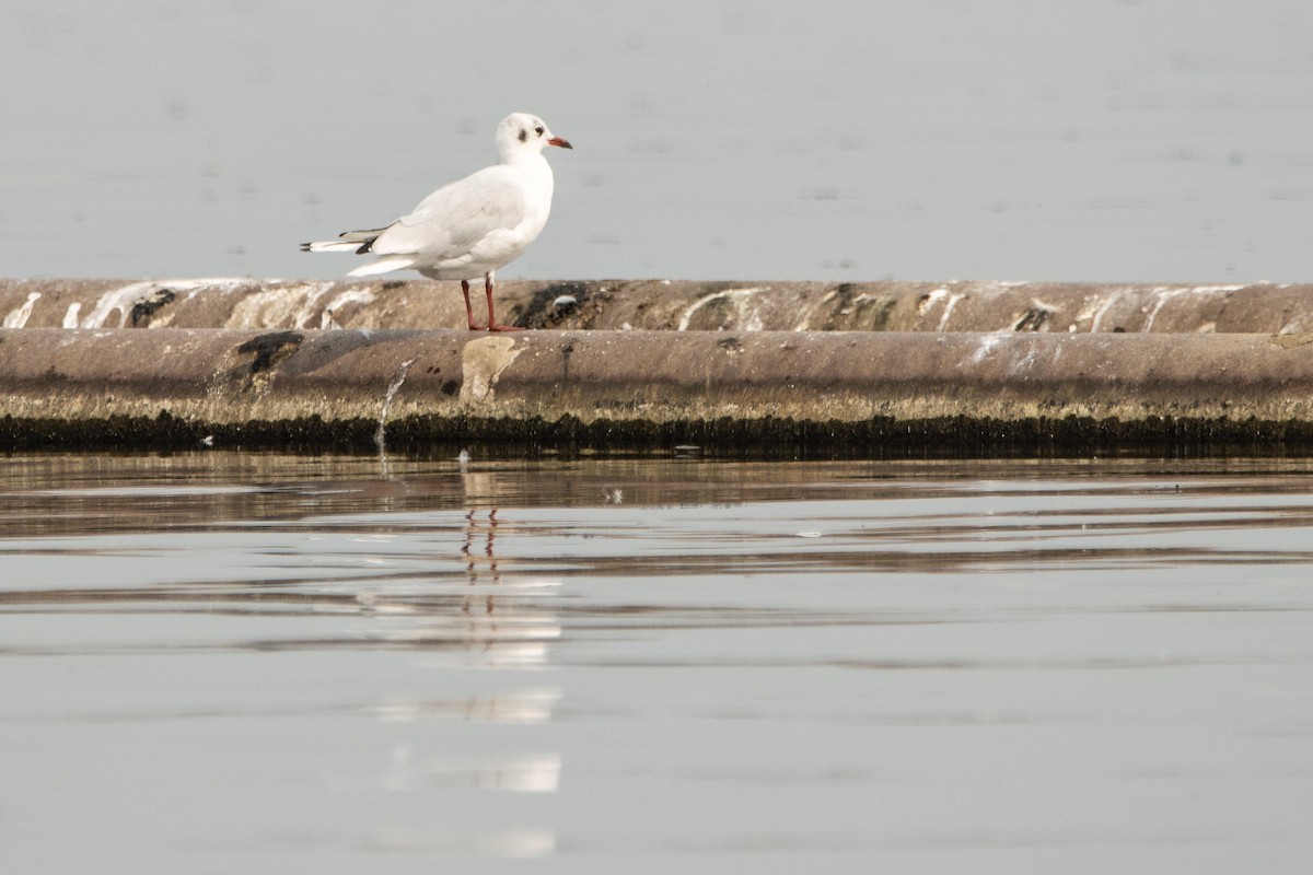 Yellow-legged Gull - Letty Roedolf Groenenboom