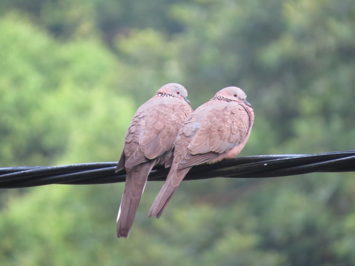 Spotted Dove - ML363833731