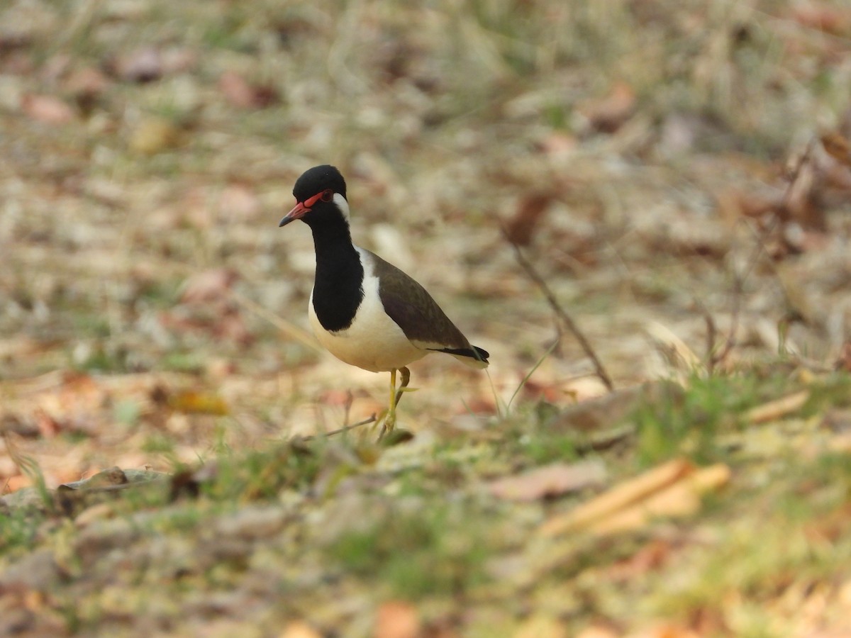 Red-wattled Lapwing - ML363835561