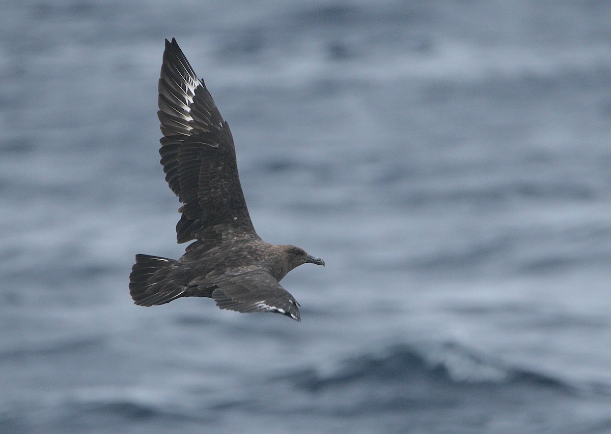 South Polar Skua - ML363836401