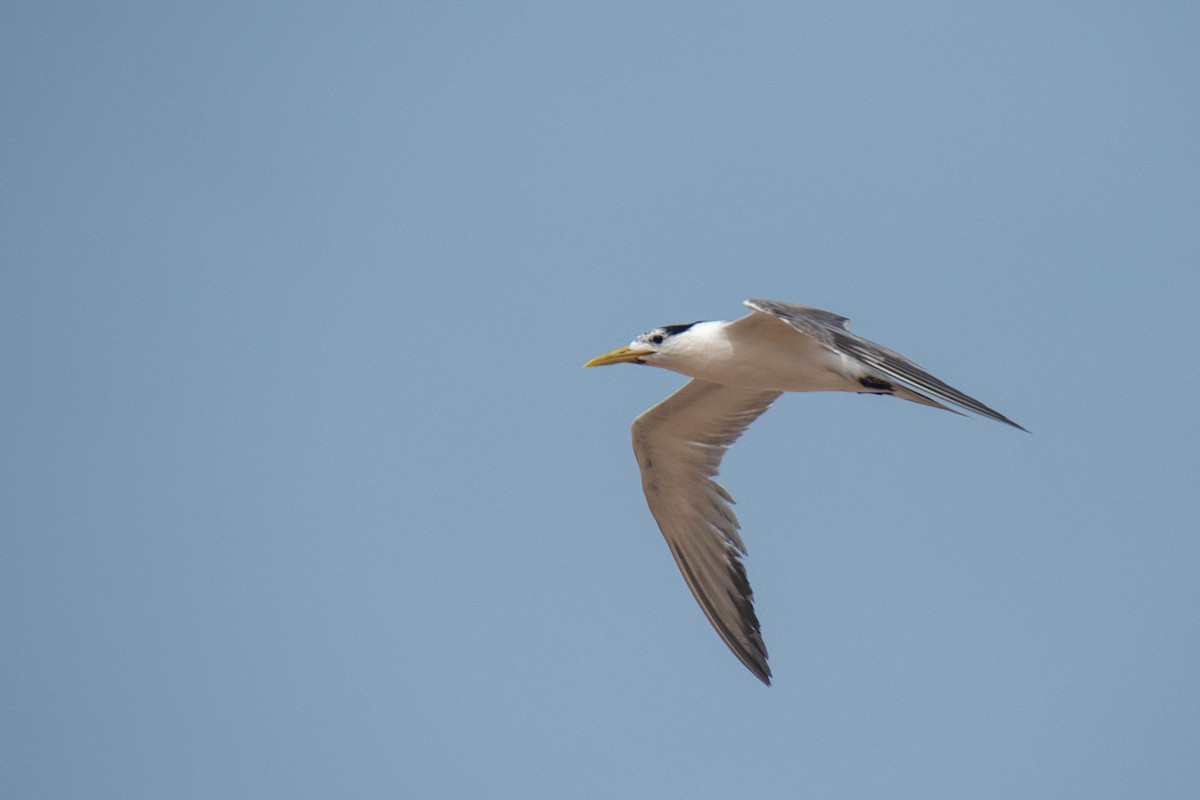Great Crested Tern - ML363836411