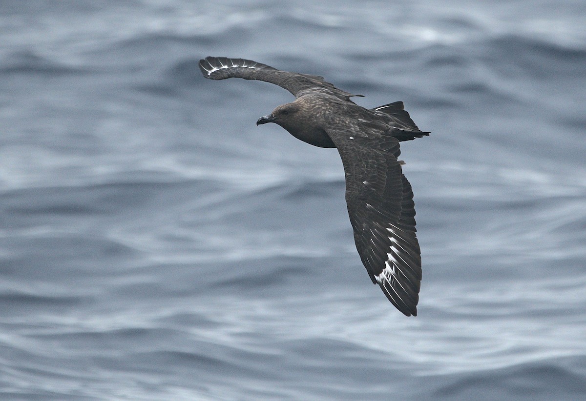 South Polar Skua - ML363836431