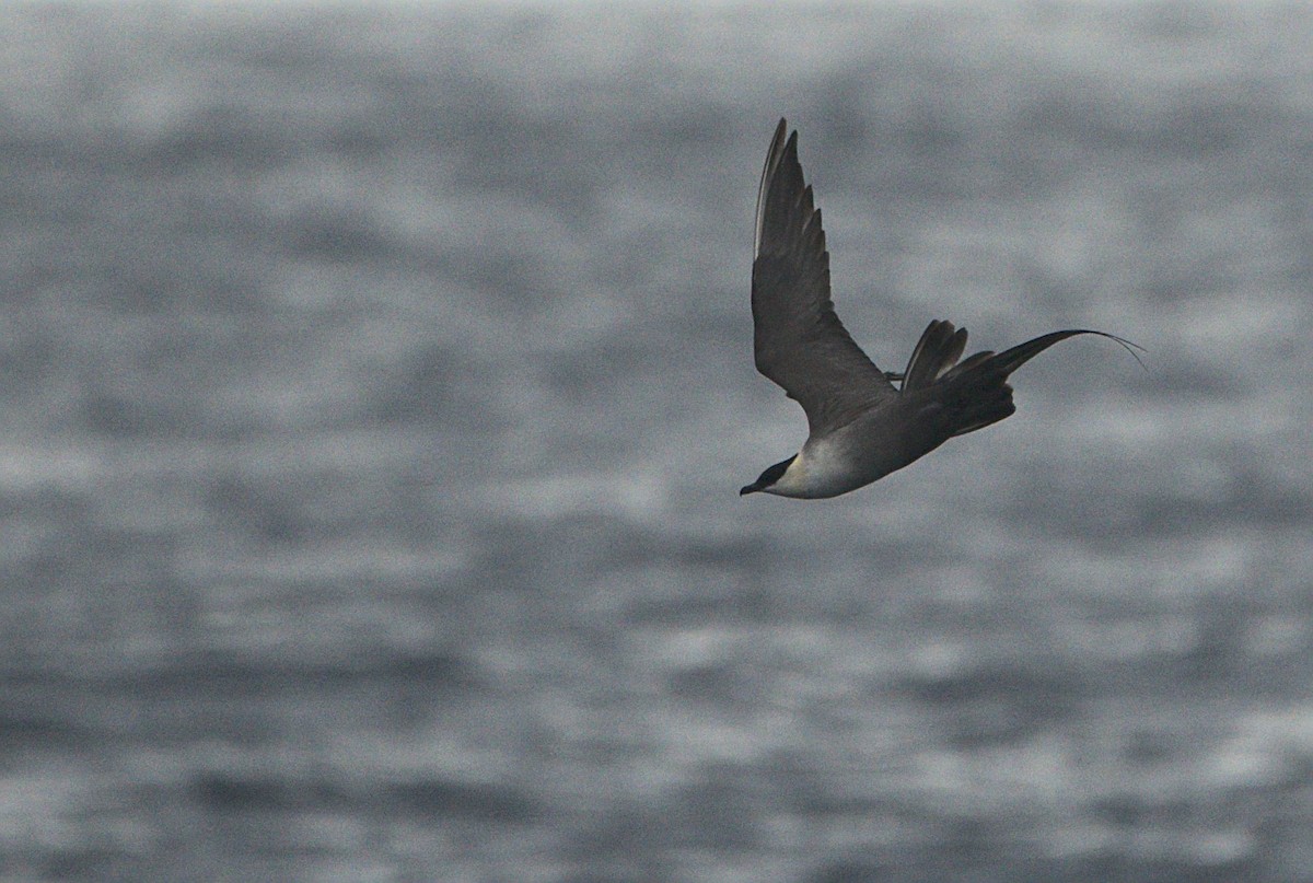 Long-tailed Jaeger - ML363836471