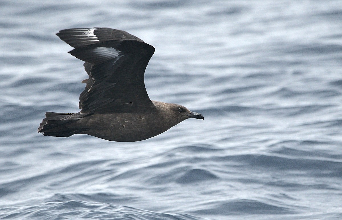 South Polar Skua - ML363836501