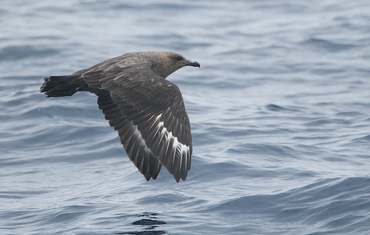 South Polar Skua - ML363836511