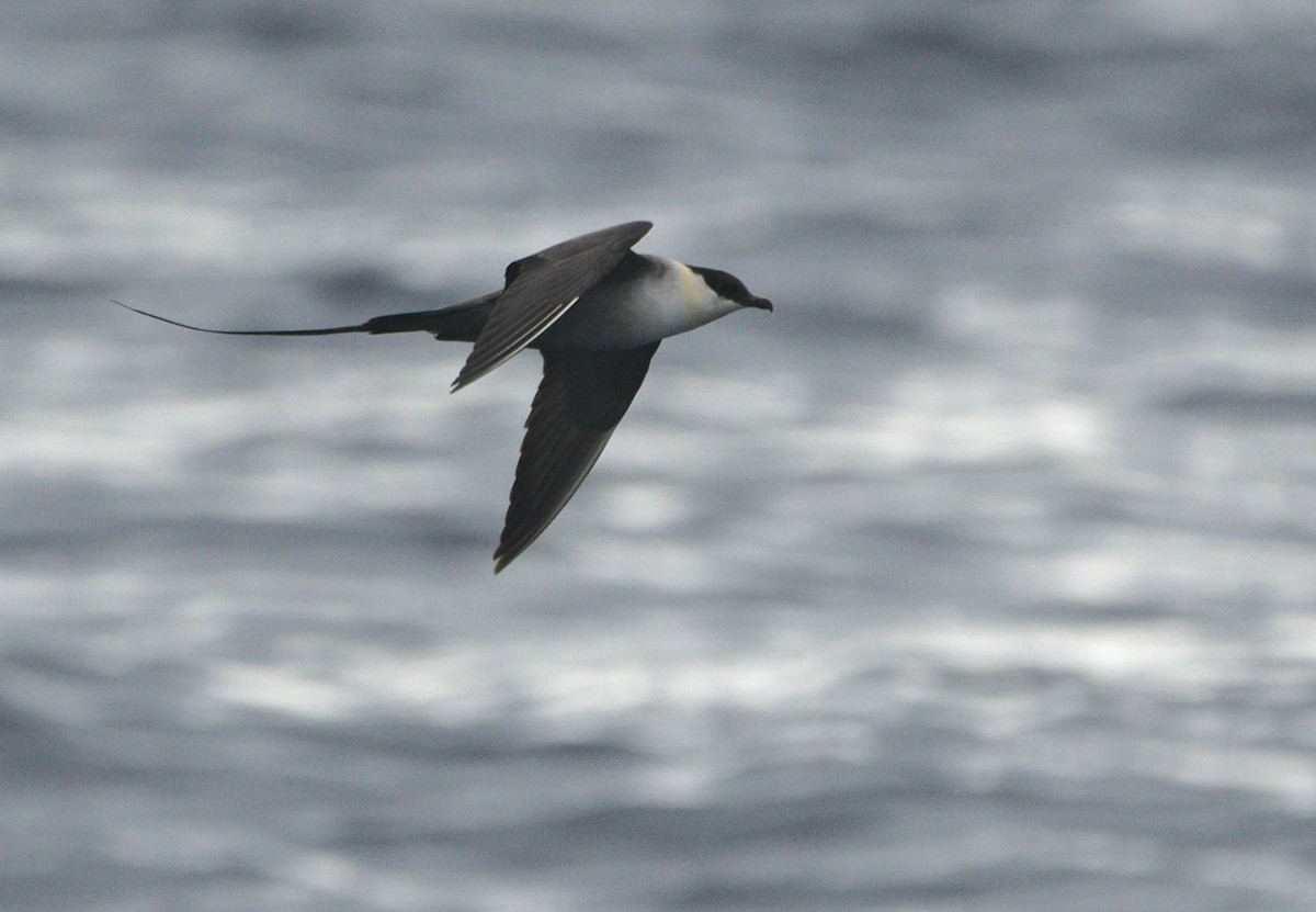 Long-tailed Jaeger - ML363836521