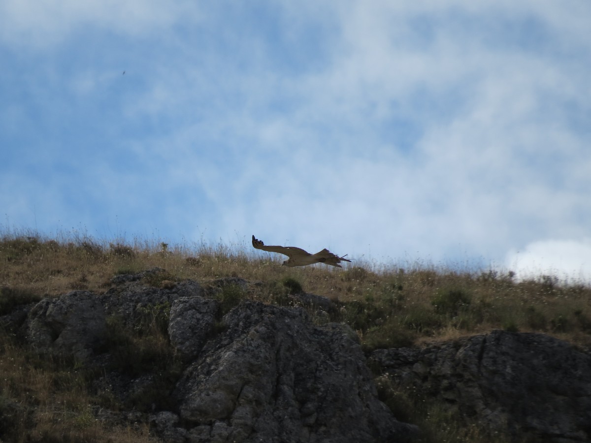 Short-toed Snake-Eagle - ML363836681