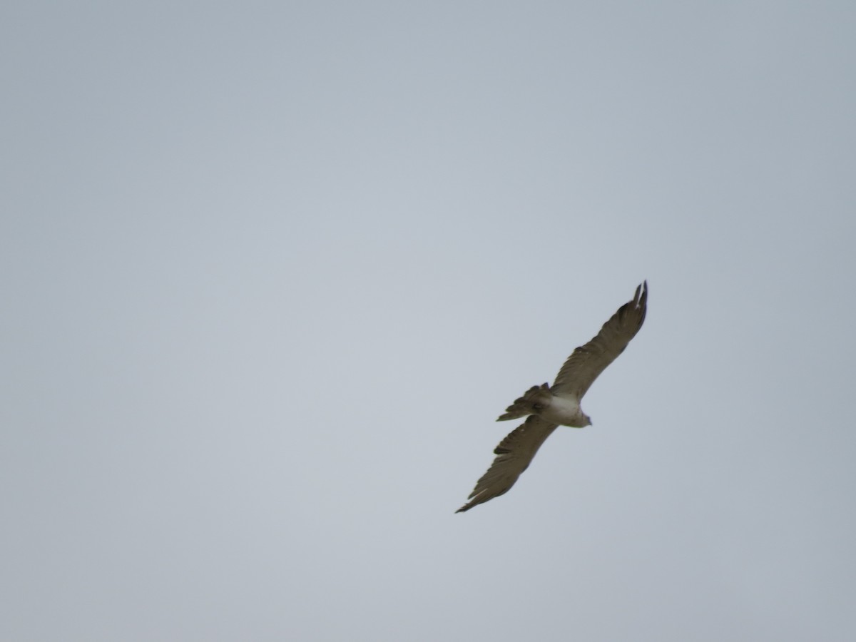 Short-toed Snake-Eagle - Oliver Burton