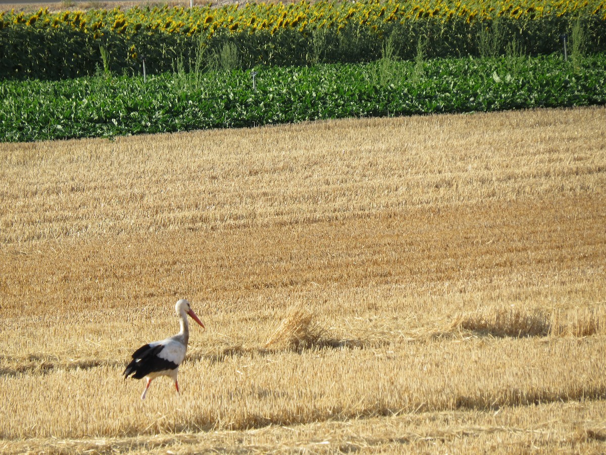 White Stork - Oliver Burton