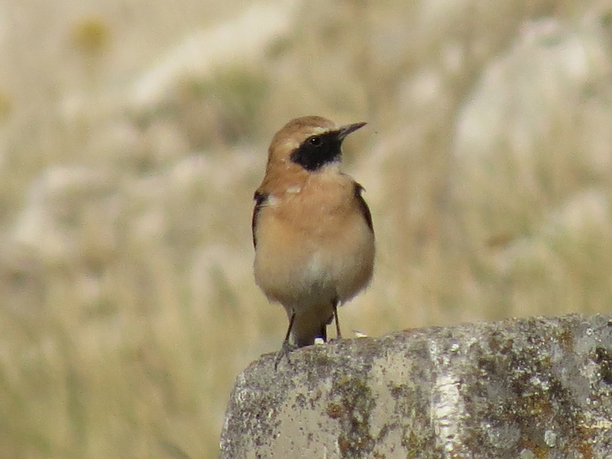 Western Black-eared Wheatear - ML363837001