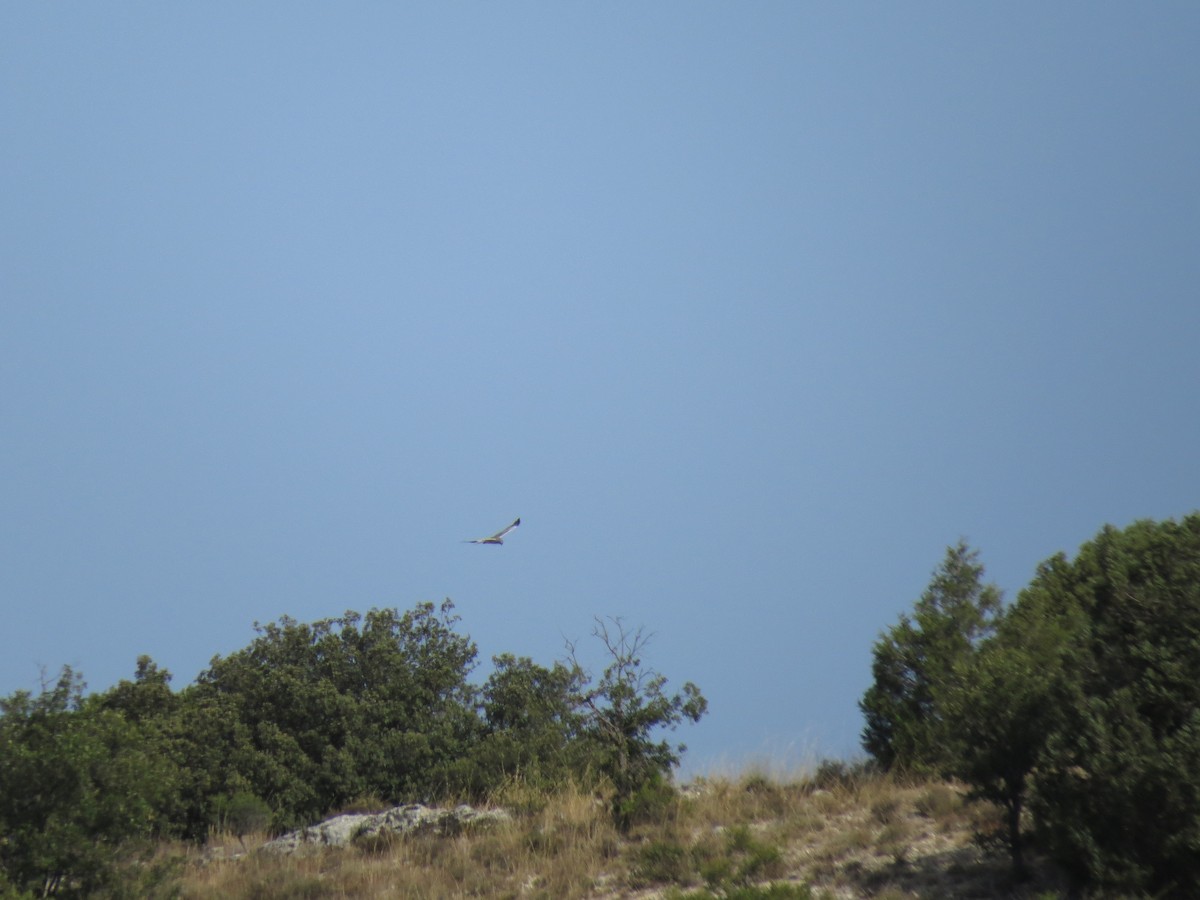 Montagu's Harrier - Oliver Burton