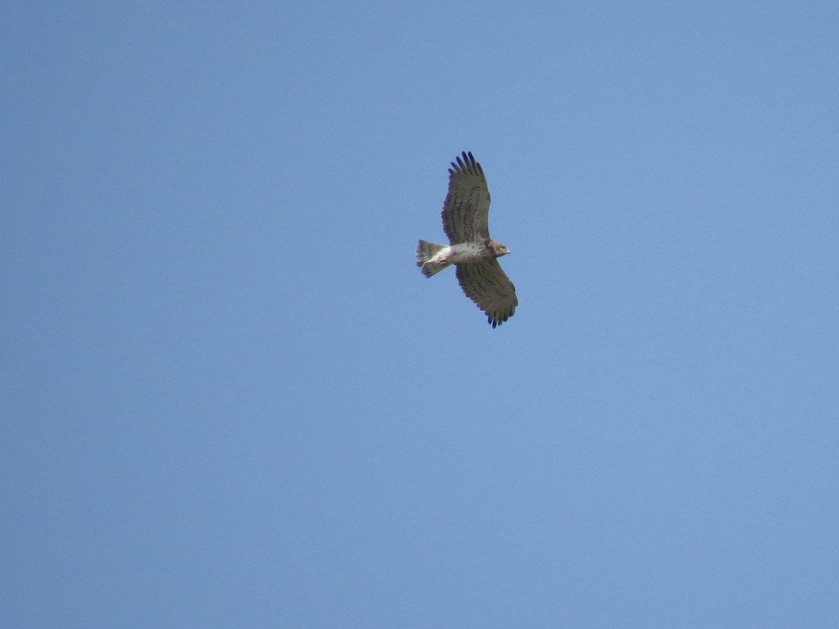 Short-toed Snake-Eagle - Oliver Burton