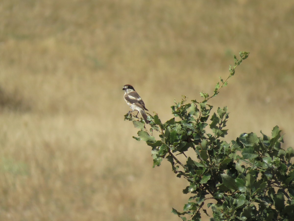 Woodchat Shrike - Oliver Burton