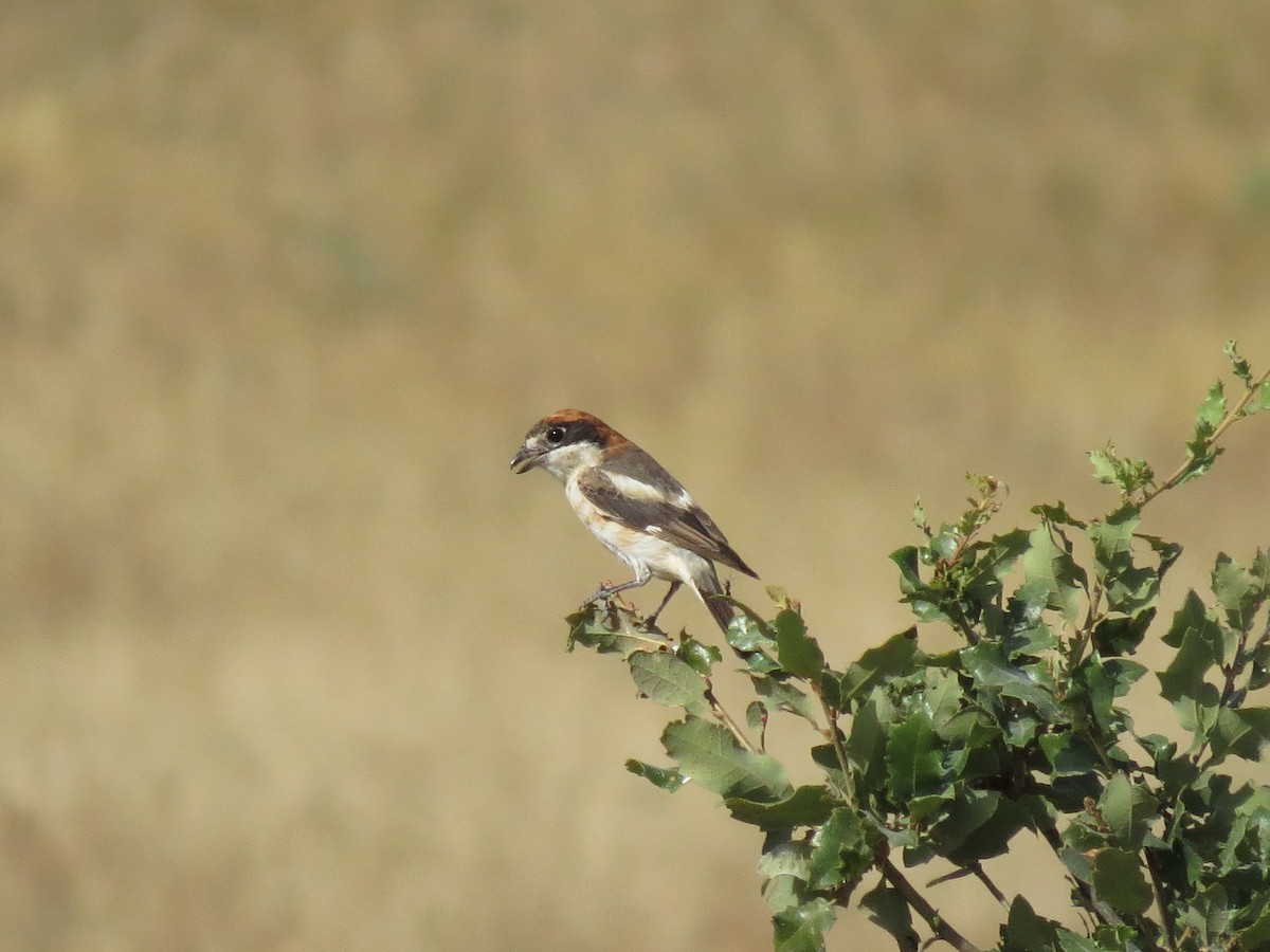 Woodchat Shrike - ML363837231