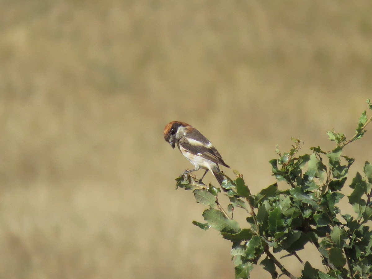 Woodchat Shrike - ML363837241