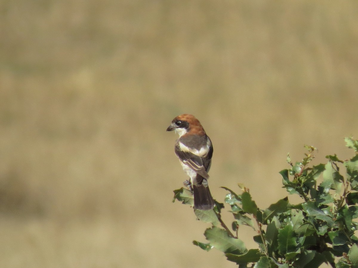 Pie-grièche à tête rousse - ML363837251