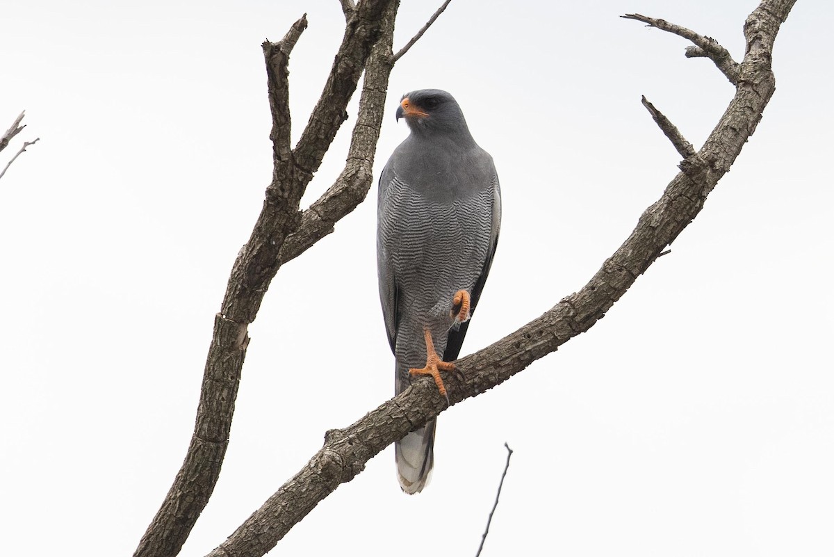 Dark Chanting-Goshawk - Eric VanderWerf