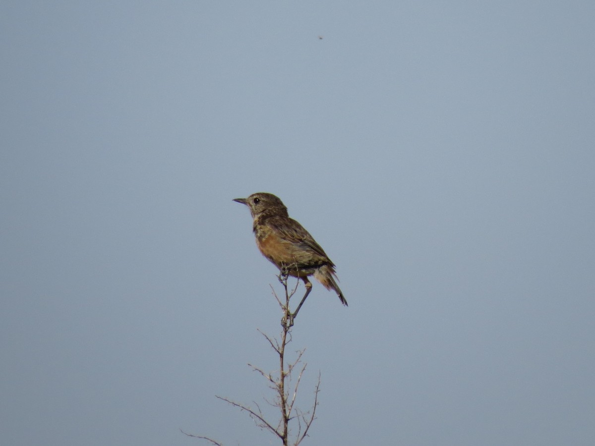 European Stonechat - Oliver Burton