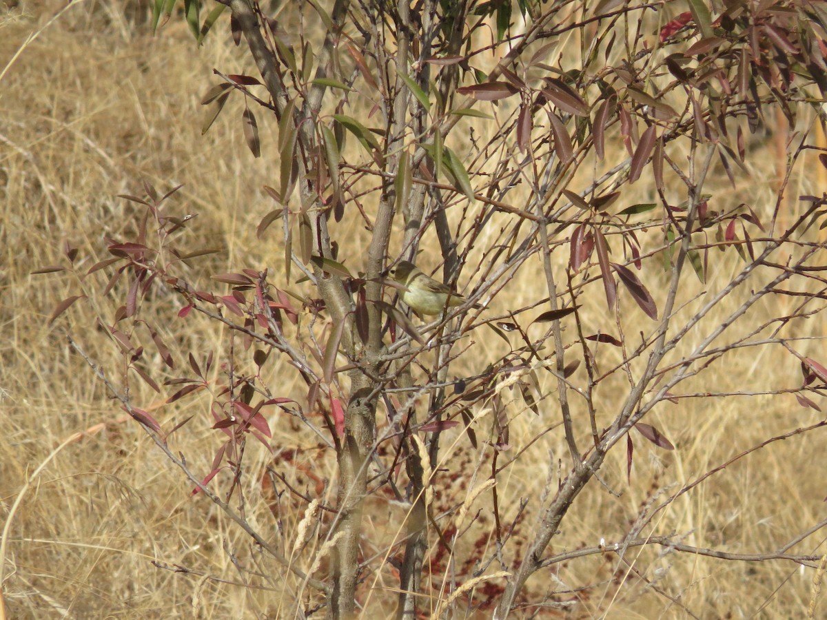 Melodious Warbler - Oliver Burton