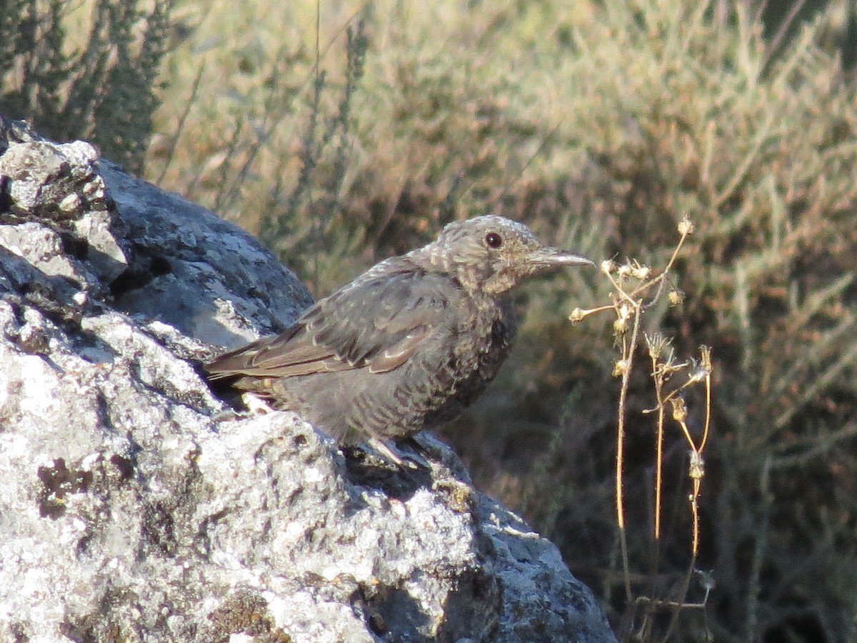 Blue Rock-Thrush - ML363837551