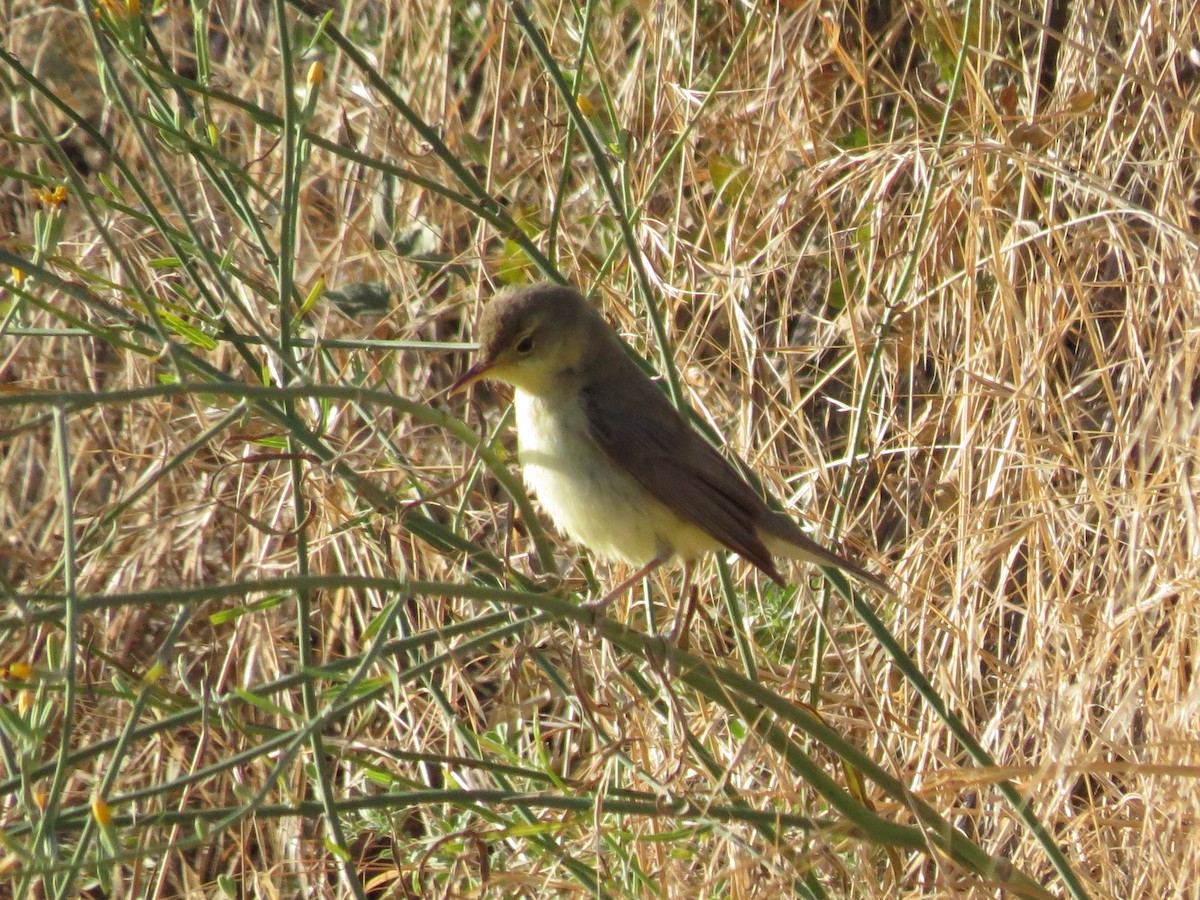 Melodious Warbler - Oliver Burton