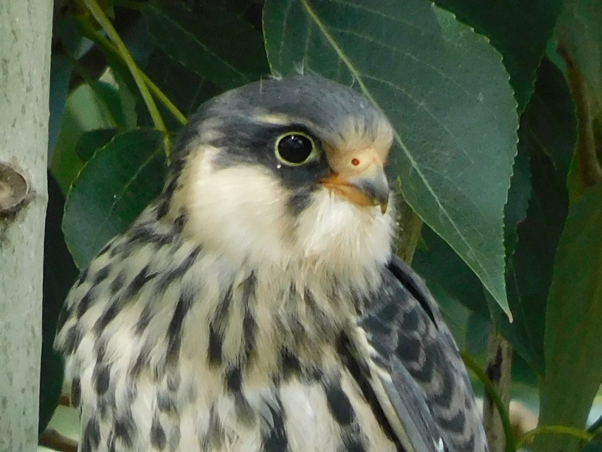 Amur Falcon - Garid Nyambayar