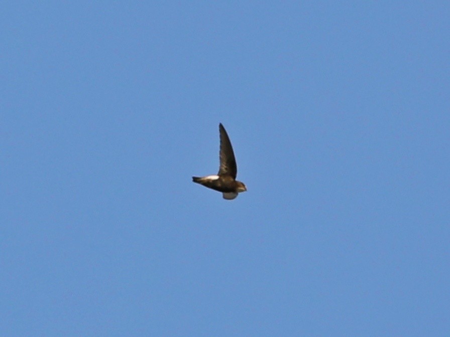 Little Swift - ML363838281