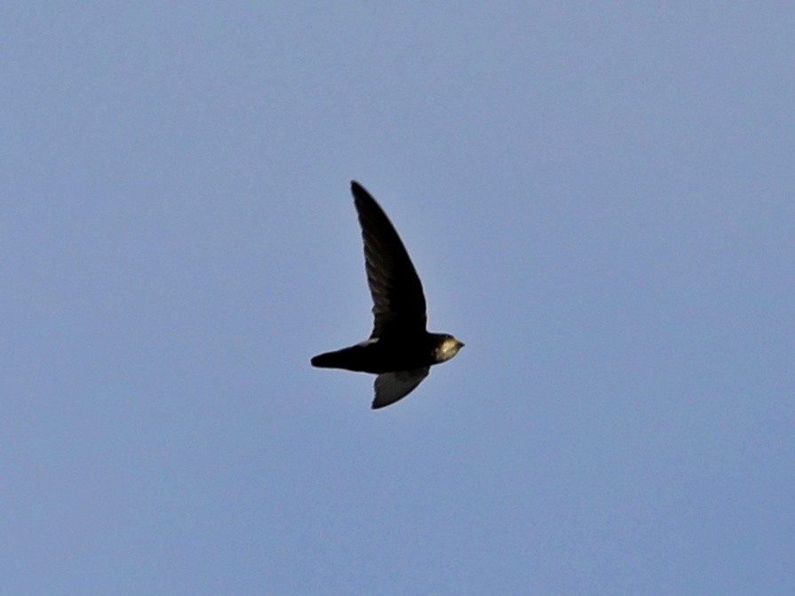 Little Swift - ML363838301