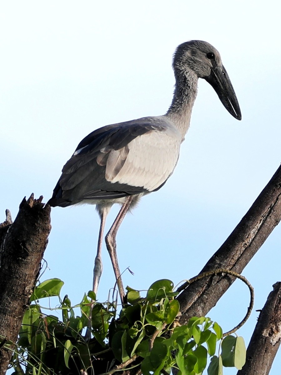 Asian Openbill - ML363838351